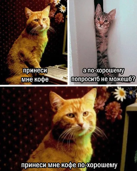 Принеси мне кофе по-хорошему