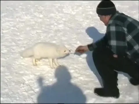 Лиса кусает за палец