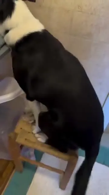 Пёс занял табуретку