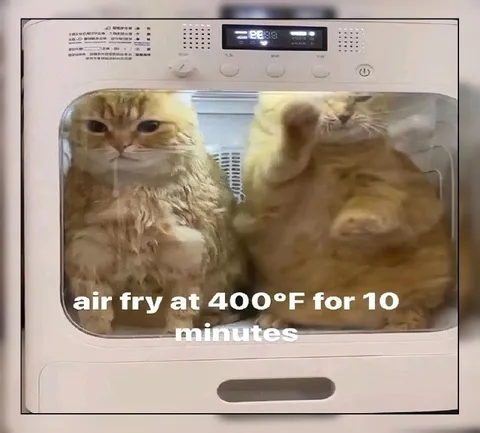 Cats in the Air Fryer