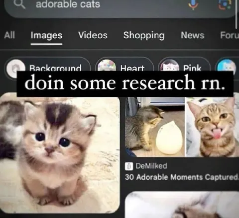 Doing Some Cat Research