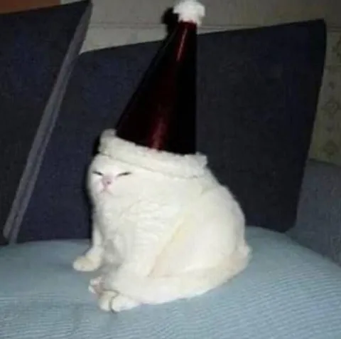 Кот на вечеринке