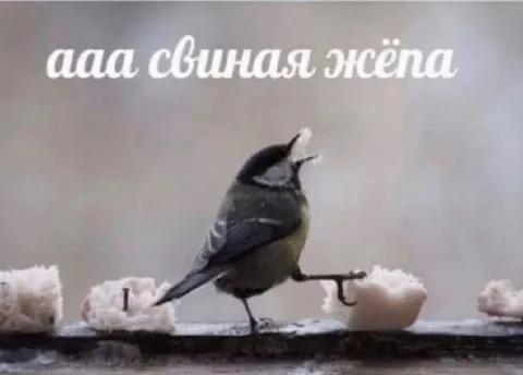 Ааа свиная жёпа