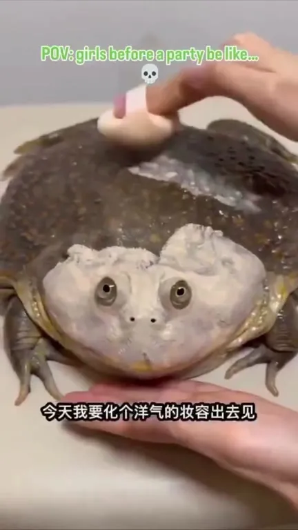 Frog Gets Ready for the Party