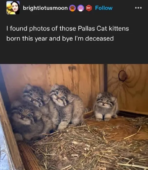 Pallas Cat Kitten Overload