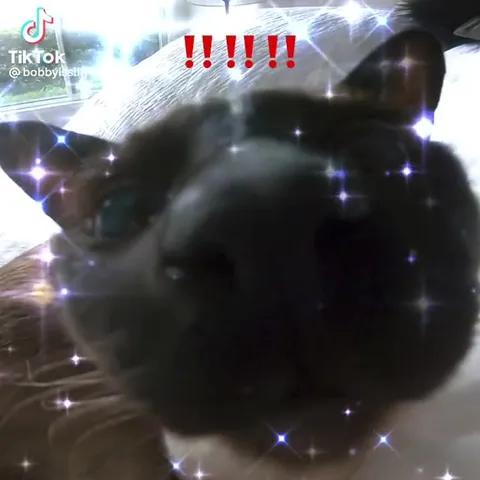 Confused Cat Reacts to Everything