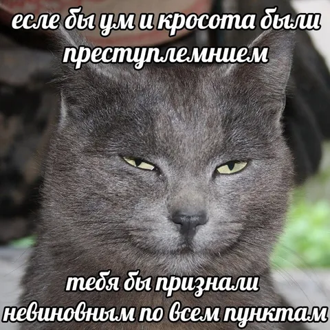 Кот, невиновный по всем пунктам
