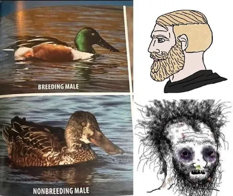 Breeding Male vs Nonbreeding Male