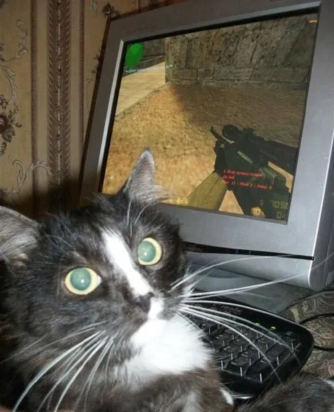 Кот за компьютером в шоке