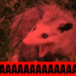 Кричащий опоссум ААААА