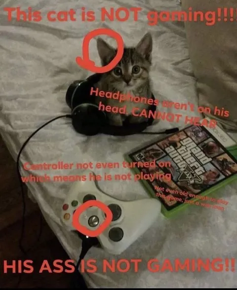 This Cat Is Not Gaming