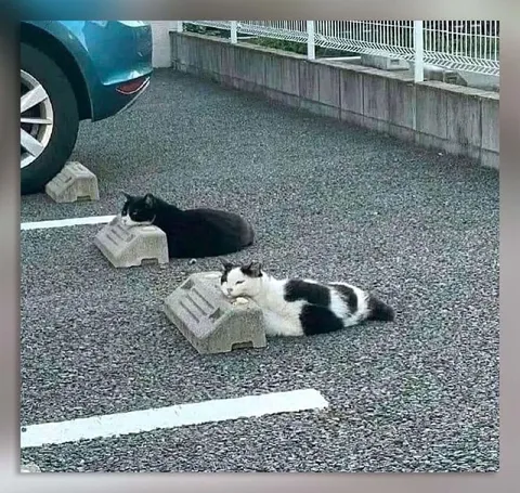 Коты вместо парковочных ограничителей