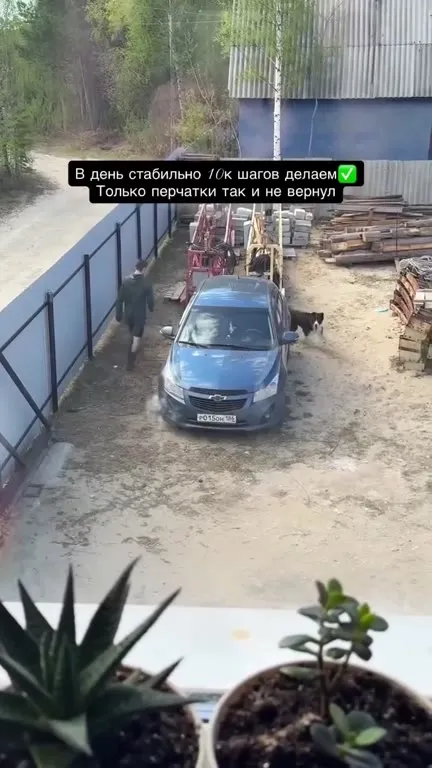 10 тысяч шагов с собакой