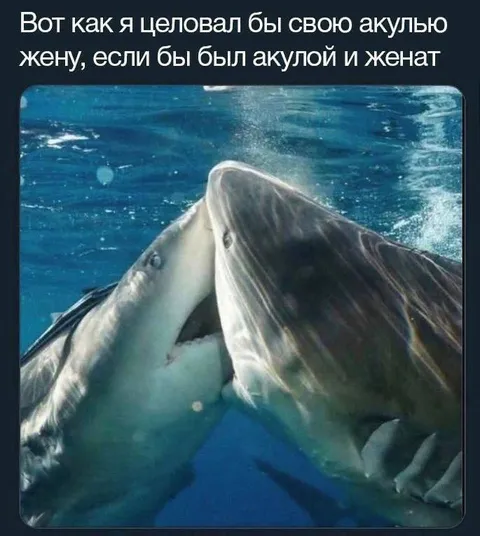 Как акула целует жену
