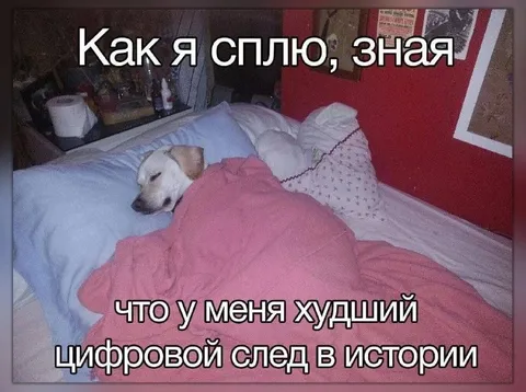 Собака спит без цифрового следа