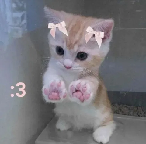 Милый котёнок :3