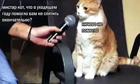 Кот не смог не спятить