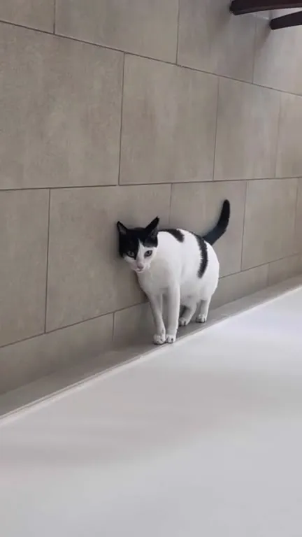 Кот скользит по стене