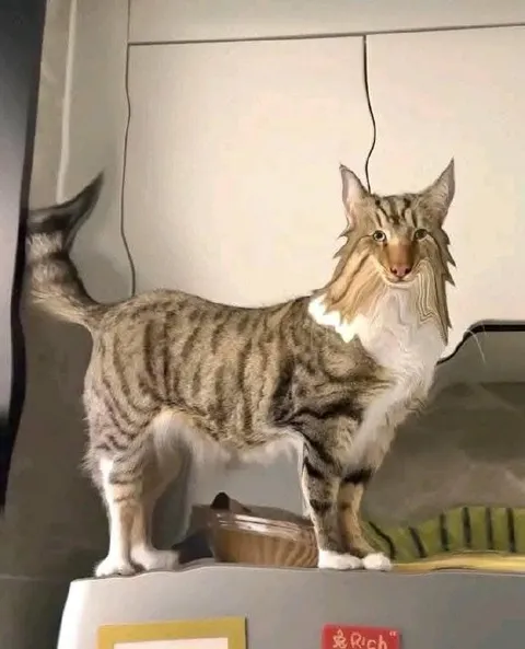 Кот с искажённой мордой