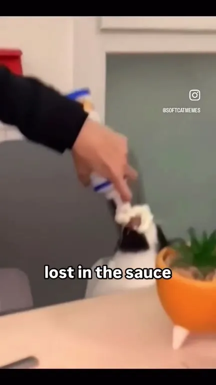 Cat Lost in the Sauce