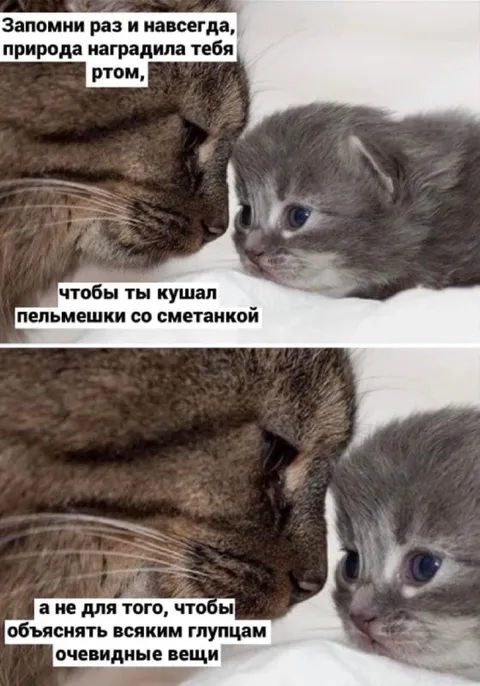 Рот для пельмешков, а не споров