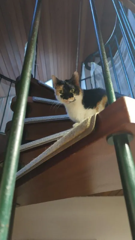 Кот на лестнице смотрит вниз