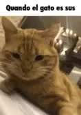 Cuando el gato es sus