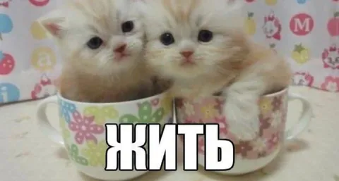 Котята в чашках — жить