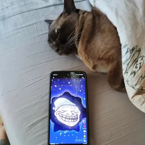 Кот спит рядом с Троллфейсом