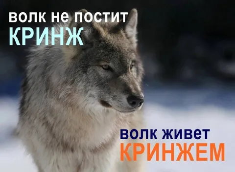 Волк живет кринжем