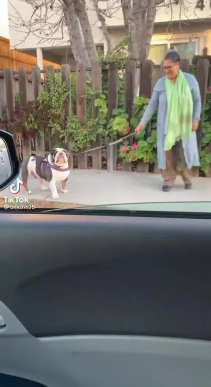Bulldog Says What's Up Po