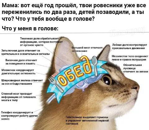 Что у меня в голове: обед