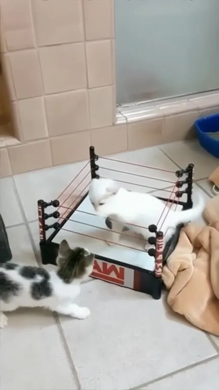 Кошачий матч на ринге