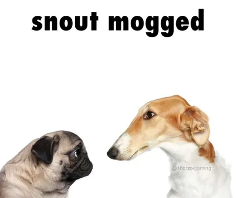 Snout Mogged Dog Comparison