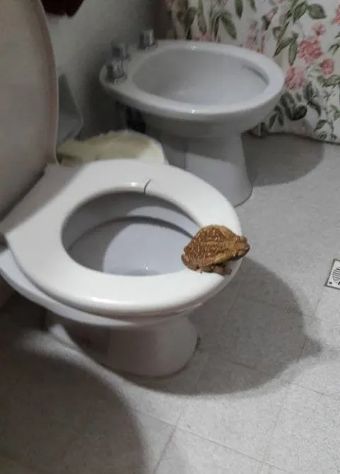 Жаба на унитазе