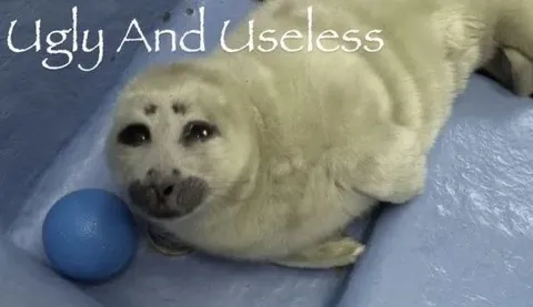Ugly And Useless Seal Pup