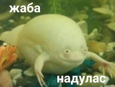 Надувшаяся жаба