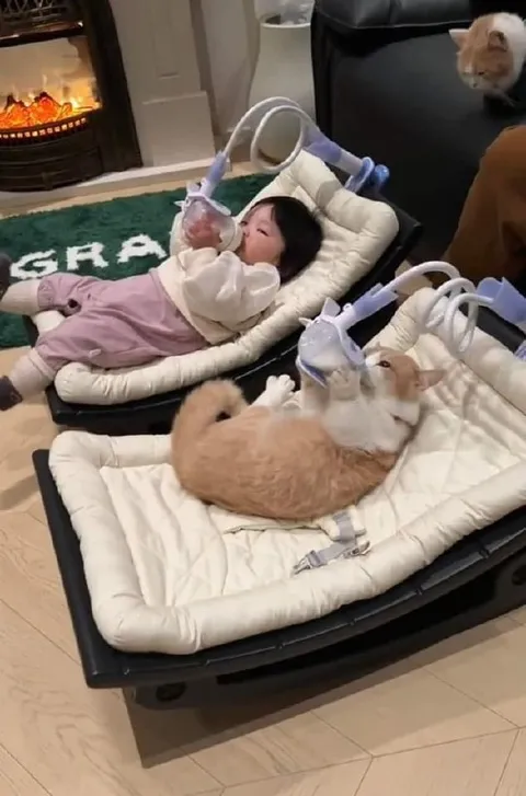 Кошка заняла детскую люльку