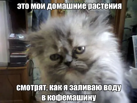 Домашние растения смотрят на кофемашину