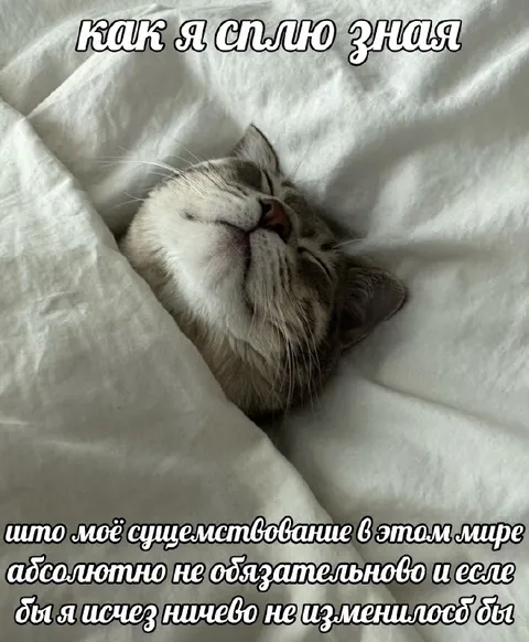 Кот спит без обязательств