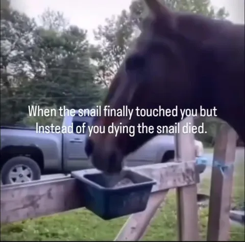When the Snail Dies First