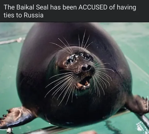 Baikal Seal Accused of Russian Ties