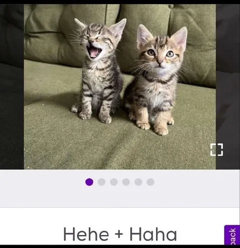 Hehe and Haha Kittens