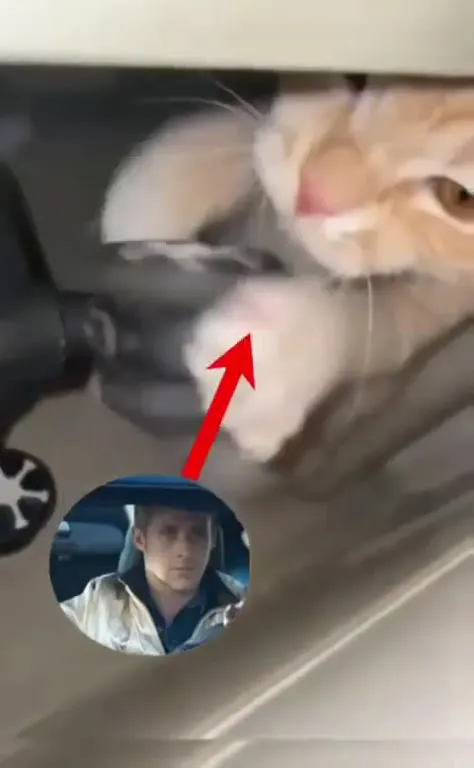 Кот нажимает на педаль под Nightcall