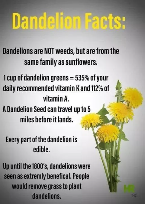 Dandelion Facts Infographic