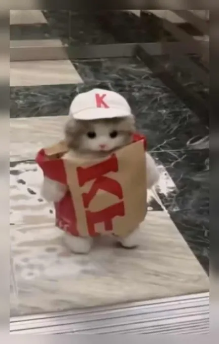 KFC Cat Delivery