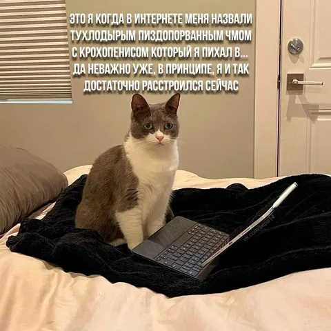Кот расстроился после комментариев