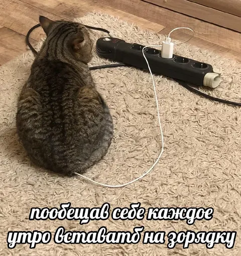 Вставать на зарядку каждое утро