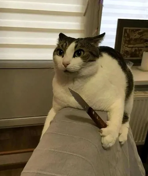 Кот с ножом