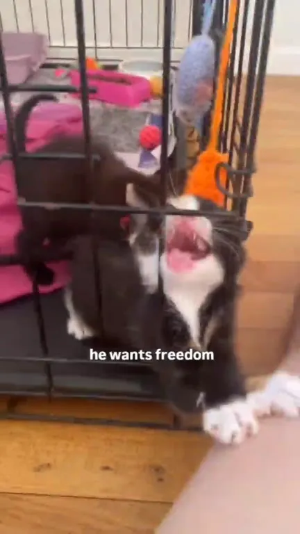 Kitten Wants Freedom